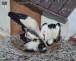 Capi_Dubne_20250630_093003.jpg