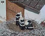 Capi_Dubne_20250630_094002.jpg