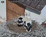 Capi_Dubne_20250630_095002.jpg