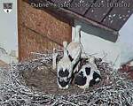Capi_Dubne_20250630_100002.jpg