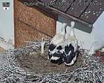 Capi_Dubne_20250630_100504.jpg