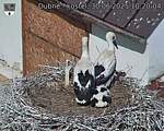 Capi_Dubne_20250630_102004.jpg