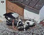 Capi_Dubne_20250630_103003.jpg