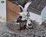 Capi_Dubne_20250630_103504.jpg