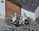 Capi_Dubne_20250630_110002.jpg