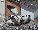 Capi_Dubne_20250630_113503.jpg