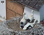 Capi_Dubne_20250630_120502.jpg