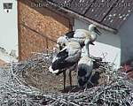 Capi_Dubne_20250630_122004.jpg