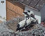 Capi_Dubne_20250630_122504.jpg