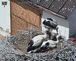 Capi_Dubne_20250630_123002.jpg