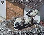 Capi_Dubne_20250630_123504.jpg