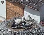 Capi_Dubne_20250630_124002.jpg