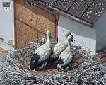 Capi_Dubne_20250630_124504.jpg