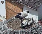 Capi_Dubne_20250630_125002.jpg