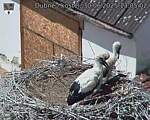 Capi_Dubne_20250630_130502.jpg