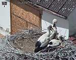 Capi_Dubne_20250630_131004.jpg
