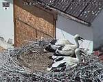 Capi_Dubne_20250630_132504.jpg