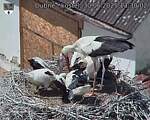 Capi_Dubne_20250630_133002.jpg