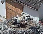 Capi_Dubne_20250630_134002.jpg