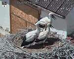Capi_Dubne_20250630_135002.jpg
