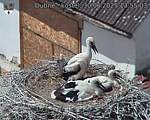 Capi_Dubne_20250630_135503.jpg