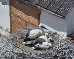 Capi_Dubne_20250630_140002.jpg