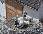 Capi_Dubne_20250630_140504.jpg