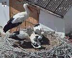 Capi_Dubne_20250630_141002.jpg