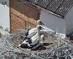 Capi_Dubne_20250630_141503.jpg