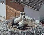 Capi_Dubne_20250630_142002.jpg
