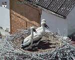 Capi_Dubne_20250630_143002.jpg