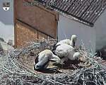 Capi_Dubne_20250630_150002.jpg