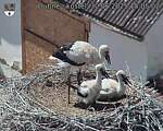 Capi_Dubne_20250630_150502.jpg