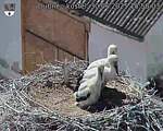 Capi_Dubne_20250630_155003.jpg