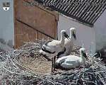 Capi_Dubne_20250630_160503.jpg