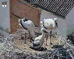 Capi_Dubne_20250630_161002.jpg