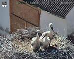 Capi_Dubne_20250630_165004.jpg