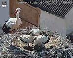 Capi_Dubne_20250630_170003.jpg