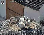 Capi_Dubne_20250630_170504.jpg