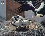 Capi_Dubne_20250630_172502.jpg