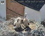 Capi_Dubne_20250630_175004.jpg