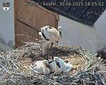 Capi_Dubne_20250630_180502.jpg