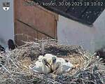 Capi_Dubne_20250630_181003.jpg