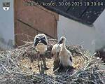 Capi_Dubne_20250630_183004.jpg