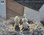Capi_Dubne_20250630_184003.jpg