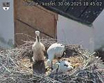 Capi_Dubne_20250630_184502.jpg