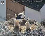 Capi_Dubne_20250630_185002.jpg