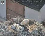 Capi_Dubne_20250630_190502.jpg