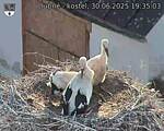 Capi_Dubne_20250630_193503.jpg