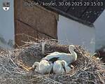 Capi_Dubne_20250630_201503.jpg